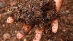 Dünyayı kurtarmak için yeni trend: İnsan kompostlama