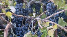 Emeklerinin karşılığını alamayan üzüm üreticileri: Yalnız bırakıldık