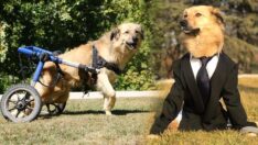 Felçli köpek ‘Dost’ artık Meclis’te yaşıyor: Özel günlerde takım giyiyor
