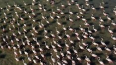 Flamingolar Arin’de dinleniyor