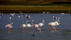 Flamingolar kuraklığa rağmen Erçek Gölü’nde