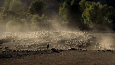 Göçerler havaların soğumasıyla dönüş yoluna geçti