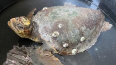 Gökçeada’da kafatası kırılan caretta caretta bulundu