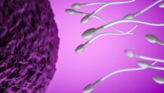 İnsan yumurtalarında protein keşfi… Kısırlığın nedenini açıklayabilir