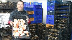 Istranca Ormanları’nda mantar bereketi