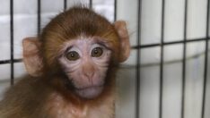 Kaçakçılardan kurtarılan örümcek maymunlar emin ellerde