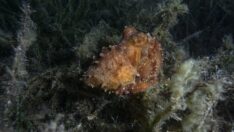 Karaburun’da su altının güzellikleri gece dalışıyla keşfediliyor