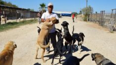 Kiraladığı arazide 170 sokak köpeğine bakıyor