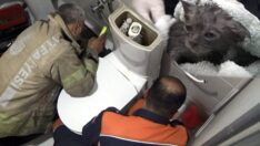Klozete düşen yavru kedi böyle kurtarıldı