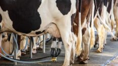 Konseyin süt kararı üretimi bitirebilir