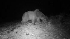 Köyceğiz’de bozayı videokapanla görüntülendi