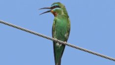 Nadir görülen yeşil arı kuşları araştırılıyor