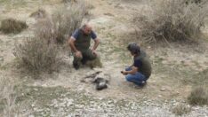 Nesli tükenme tehlikesi altındaki çizgili sırtlan ölü bulundu