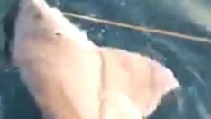 Oltasına üç metrelik köpek balığı takıldı