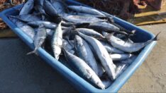 Palamutta hayal kırıklığı! 80 liraya kadar yükseldi