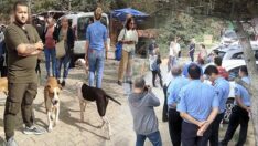 Polis ve zabıtalar 305 köpeği görünce yıkımı erteledi