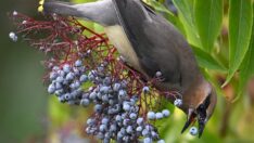 Sarhoş kuş böyle görüntülendi