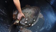 Saros Körfezi kıyılarında görülen caretta caretta sayısı arttı