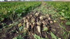 Şeker pancarı alım fiyatı açıklandı