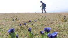 Sonbaharda Ilgar Dağı’nda mor çiçekler açtı