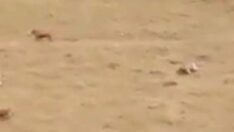 Sürüsüne doğru yaklaşan ayıya ‘yolu şaşırmışsın kanka’ diye bağırdı