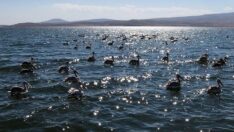 Tepeli pelikanlar Aktaş’ta üreyip Çıldır’da besleniyor