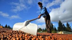 TMO Başkanı’ndan fındık üreticisine fiyat uyarısı