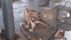 Ukraynalı askerler yavru kerkenezi eğitti