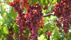 Üzüm bağlarını en güzel görüntüleyen ödüllendirilecek