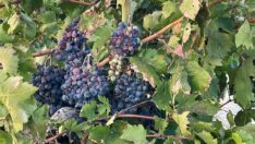 Üzüm üreticilerinden firmalara ‘fiyat’ tepkisi