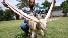 Uzun kulaklı keçi Simba, Guinness Rekorlar Kitabı’na girmeyi bekliyor