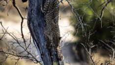 Vahşi doğanın kalbi: Kruger Milli Parkı