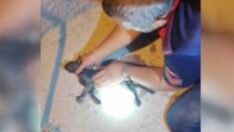 Yavru kediyi kalp masajıyla hayata döndürdü