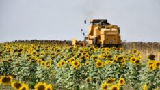 Yüzde 40 yağ oranlı ayçiçeğinin tonuna 12 bin lira avans ödemesi