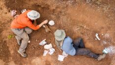 Zimbabve’de 252 milyon yıl öncesine ait dinozor fosili bulundu