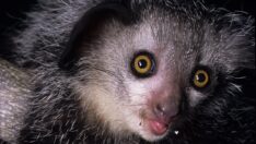 12 primat türünün burnunu kurcaladığı ortaya çıktı