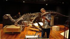 150 milyon yıllık dinozor fosili açık artırmaya çıkıyor