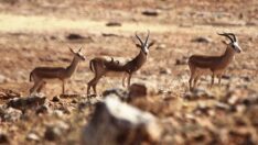 16 yabani ceylana 583 bin 670 lira ceza