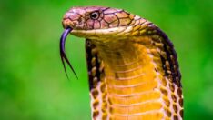 6 gündür kayıp, tehlikeli yılan hala bulunamadı