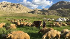 ‘6 yaşında koyunculuğa başladım”