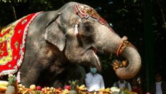 69. yaşına giren fil Mo Mo için doğum günü partisi