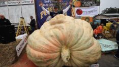 ABD’li çiftçinin bal kabağı rekor kırdı