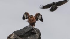 Ağrı Dağı eteğinde 68 kuş türü tespit edildi