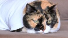 Ameliyat yarası iyileşmeyen kedi için veterinere suç duyurusu