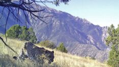 Anadolu leoparı bir kez daha görüntülendi