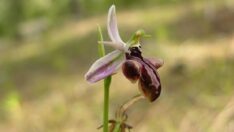 Antalya orkidesi yeniden bulunurken Saman orkidesi popülasyonu tamamen kayboldu