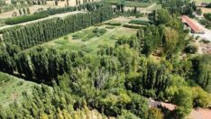 AOÇ’de yeni bir talan hazırlığı