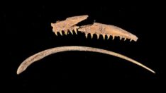 Assos kazısında 1600 yıllık kılçık kalıntılarına ulaşıldı