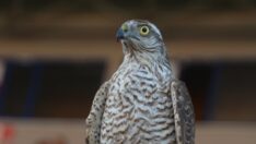 Atmacalar, güzellik yarışmasında