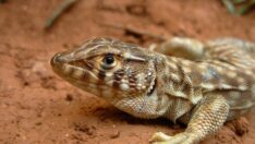 Beş tür daha ‘koruma öncellikli türler’ arasına alındı